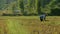 A Thai farmer harvests rice in a rice field.