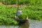 A Thai farmer harvests water spinach