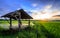 Thai farmer hut in rice field with sunset scene