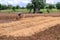 Thai farmer mulching plantation with straw