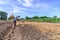 Thai farmer mulching plantation with straw in blue sky day