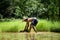 Thai farmer pluck the rice seedling for rice transplantation in other filed