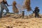 Thai farmer threshing by beating rice to separate seed.