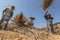 Thai farmer threshing by beating rice to separate seed.