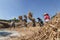 Thai farmer threshing by beating rice to separate seed.