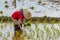Thai farmer transplant rice seedlings in a paddy field