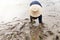 Thai farmer transplanting rice seedlings in paddy field