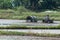 Thai farmer using walking tractors  for rice  in Thailand