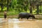 Thai farmer are working flowing with a buffalo