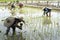 Thai farmers planting rice