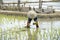 Thai farmers planting rice