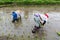 Thai farmers planting rice