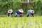 Thai farmers planting rice