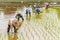 Thai farmers transplant rice seedlings in a paddy field