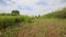 Thai farmers transplanting rice seedlings