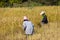 Thai farmers work.