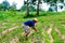 Thai farming working strawberries berries in field