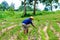 Thai farming working strawberries berries in field