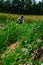 Thai farming working strawberries berries in field