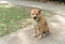 Thai fat strayed dog is sitting on the ground