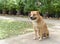 Thai fat strayed dog is sitting on the ground