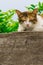 Thai fattened cats on wooden wall with tree background used as background image