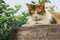 Thai fattened cats on wooden wall with tree background used as background image