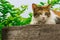 Thai fattened cats on wooden wall with tree background used as background image