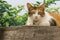 Thai fattened cats on wooden wall with tree background used as background image
