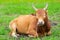 Thai fighting cow on green grass
