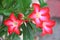 Thai Flower : Adenium or Dessert Rose is grown as a houseplant in temperate regions.