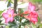 Thai Flower : Adenium or Dessert Rose is grown as a houseplant in temperate regions.