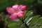 Thai Flower : Adenium or Dessert Rose is grown as a houseplant in temperate regions.