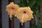 Thai Flower : Hibiscus rosa-sinensis is a species of tropical hibiscus, a flowering plant in the Hibisceae tribe of the family.