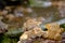 Thai frog in pond.