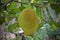 Thai fruits named Jackfruit scientific name
