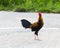 Thai gamecock walking on the road