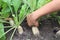 Thai gardener pick radish