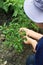 Thai gardener is picking chili