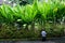 Thai Gardener waters a hedge of Banana trees and Bushes