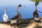 Thai goose with lagoon