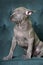 Thai gray ridgeback puppy