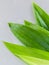 Thai herbal ingredient spas pandanus leaf,sweet and earthy aroma