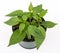 Thai hot pepper potted plant isolated over white background