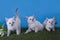 Thai kittens frolic in the meadow