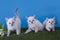 Thai kittens frolic in the meadow