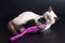 Thai light kitten playing with a large bright purple brush for cleaning