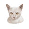 Thai Lilac cat or Korat, Si sawat, Malet isolated on white. Digital art illustration of pussy kitten portrait, feline