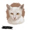 Thai Lilac cat or Korat, Si sawat, Malet isolated on white. Digital art illustration of pussy kitten portrait, feline food cover