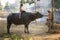 Thai local boy playing notebook on buffalo back